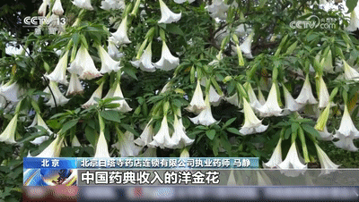 优配良品 全株有毒，一老人饮用这类药酒后中毒！紧急提醒